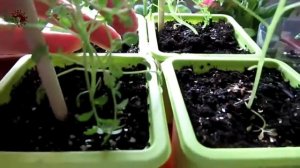 Схизантус. Обзор подросшей рассады.