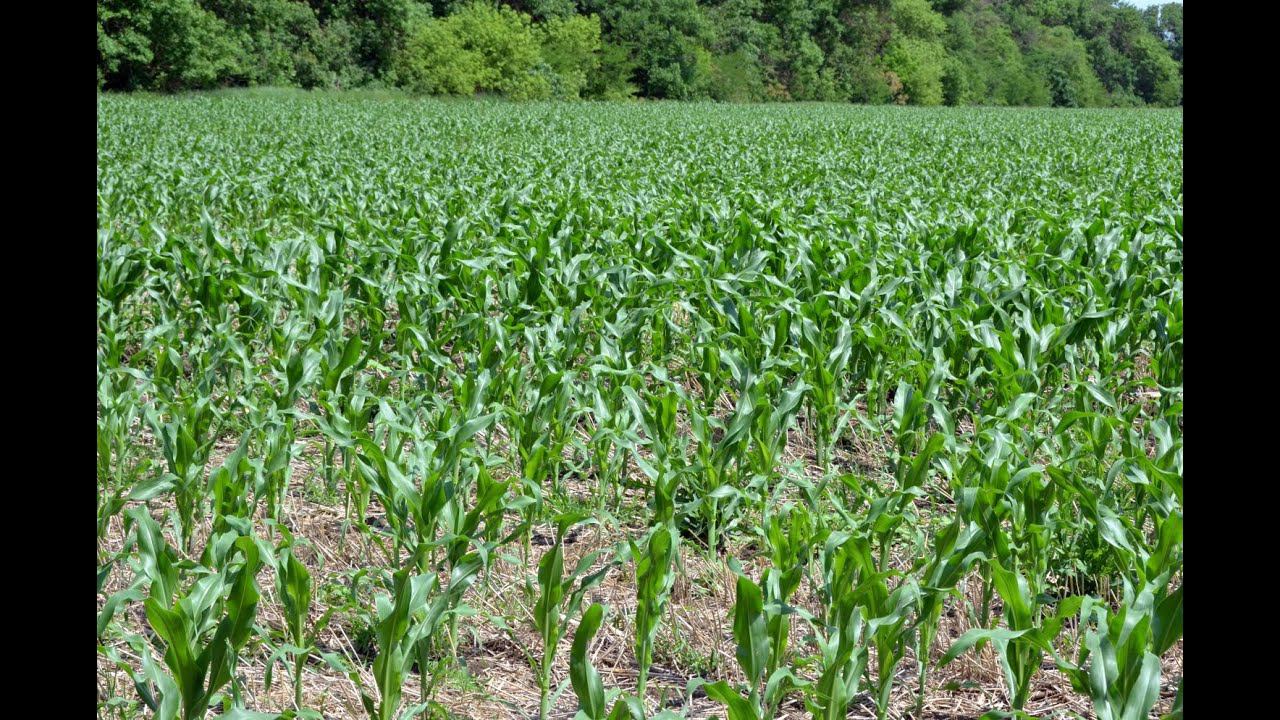 Экспериментальное поле с посевами кукурузы по No-Till технологии. КФХ Владимира Гавриленко