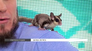 Белка-летяга: содержание и уход