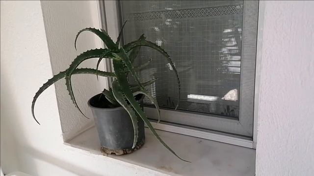 Как я лечила псориаз при помощи алое смотреть онлайн