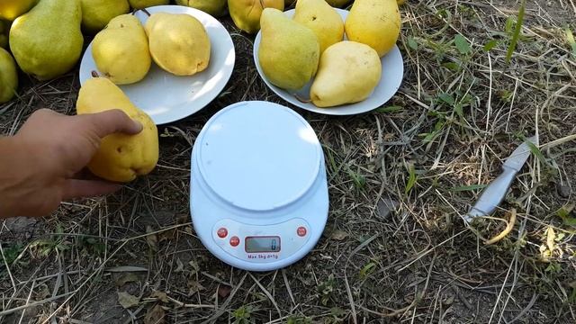 Груша Сокровище 4.09.2018 смотреть онлайн