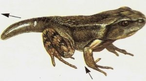 Жизненный цикл развития лягушки.