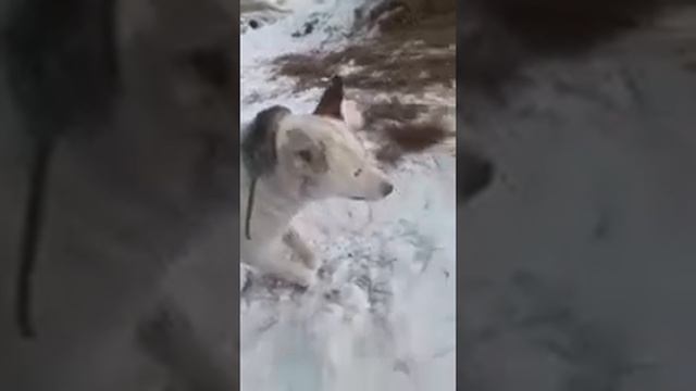 Якутия -80 смотреть онлайн