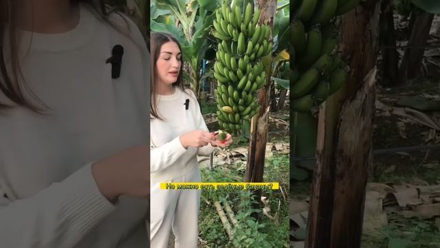 Можно ли есть зелёный банан? БАНАНОВЫЕ ПЛАНТАЦИИ #турция #анамур #банановыепанкейки #бананы смотреть онлайн