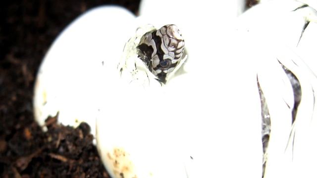 Birds ARE Dinosaurs - Birds + Theropods смотреть онлайн