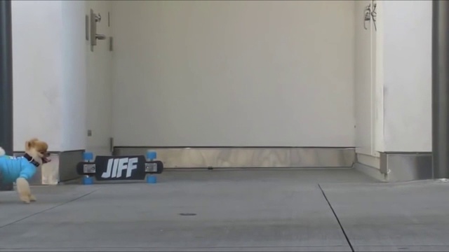 Удивительные трюки милой собачки смотреть онлайн