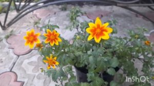 БИДЕНС. Подходит для вазонов, кашпо,  балконных ящиков.