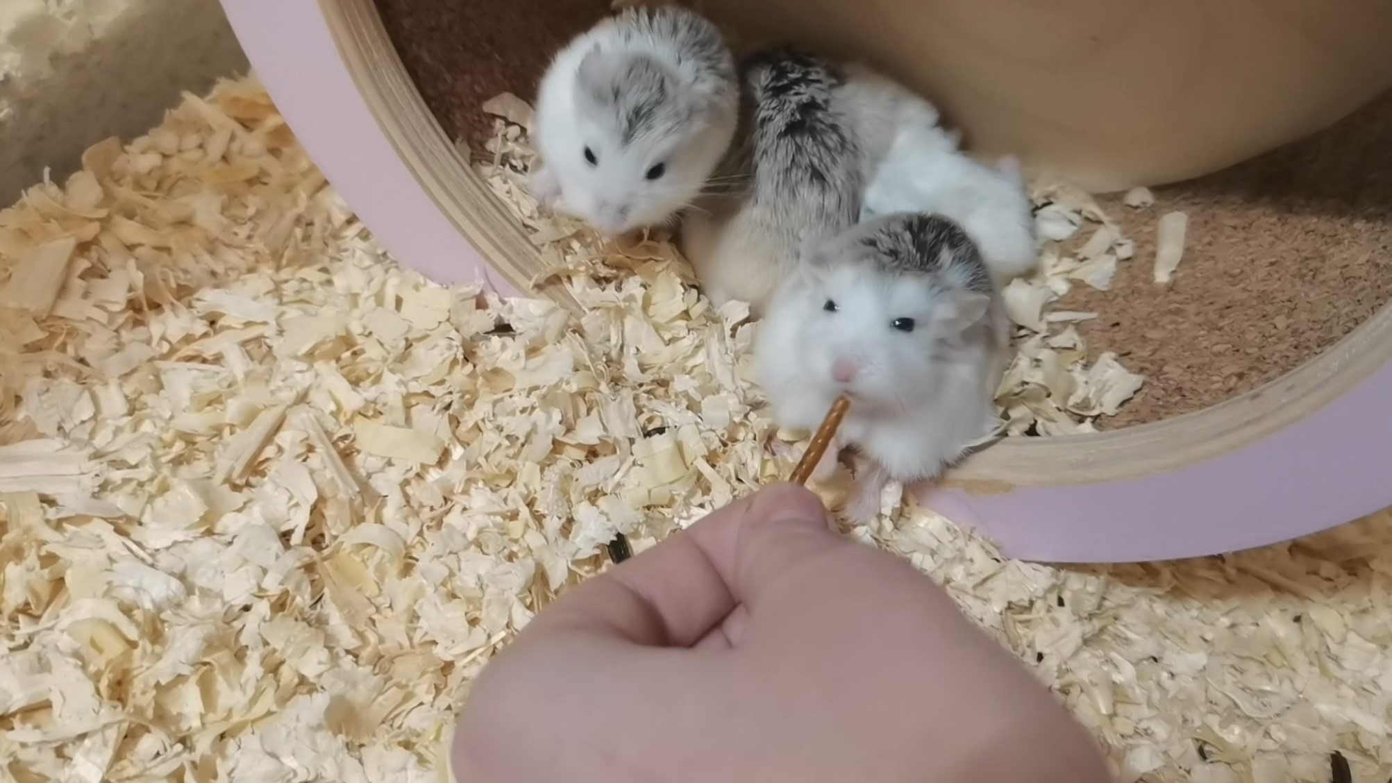 КОРМЛЮ ПИТОМЦЕВ ВКУСНЯШКАМИ :) смотреть онлайн