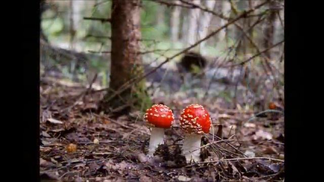 Х З отсосиновики смотреть онлайн