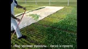 Выращивание салата бизнес |Особенности выращивания листового салата  | опыт Италии  |