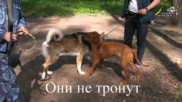 Как защитить свою собаку от агрессивных собратьев, все средства хороши или нет, страшный ошейник смотреть онлайн