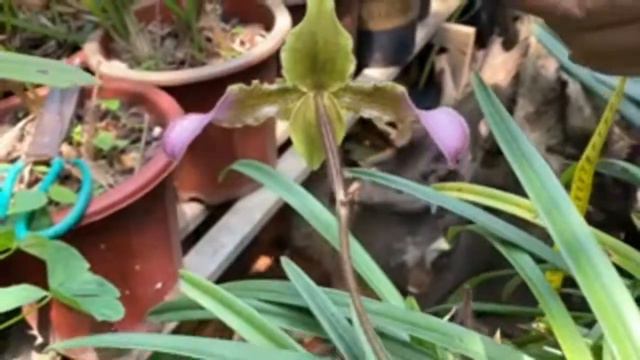 Hài Lông/ Paphiopedilum Hirsutissimum