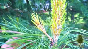 Плодоношение кедра сибирского в культурной посадке