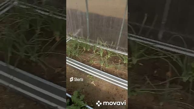 КАК ПОЖИВАЕТ ШКОЛЬНАЯ ТЕПОИЦА. ОГОРОД НА КУБАНИ. shorts# смотреть онлайн