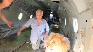 Лев Олежка и его  самолет и люди мечтавшие погладить льва всю жизнь ! Тайган .Крым.