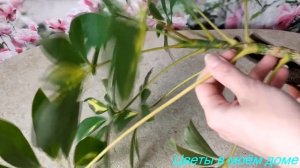 ✂️☀ОБРЕЗКА ШЕФЛЕРЫ. РАЗМНОЖЕНИЕ ЧЕРЕНКАМИ.#обрезкашефлеры#размножениечеренками#цветывмоёмдоме