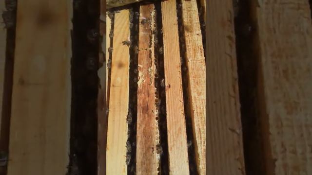 Ставим магазины на Рой пчёл!!! смотреть онлайн