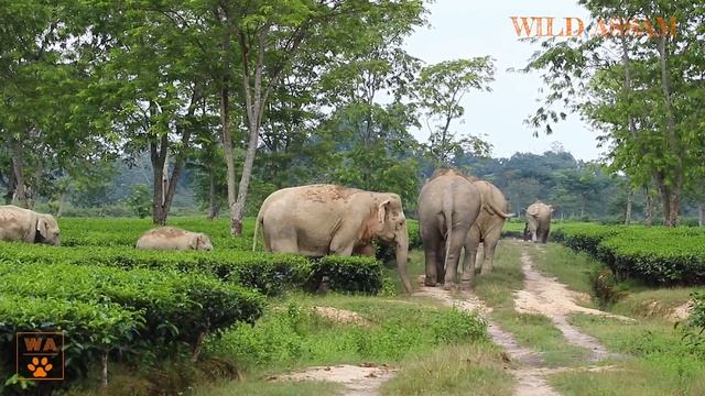 DEFENSIVE STRATEGY OF ELEPHANT HERD || ELEPHANT CHASE AWAY THE TROUBLE MAKERS смотреть онлайн