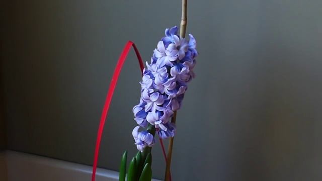 Гиацинт в вазоне Простые принципы ухода и хитрости содержания. Сильный запах смотреть онлайн
