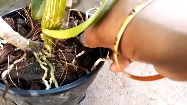 How to care for Orchid flower plant Hindi смотреть онлайн