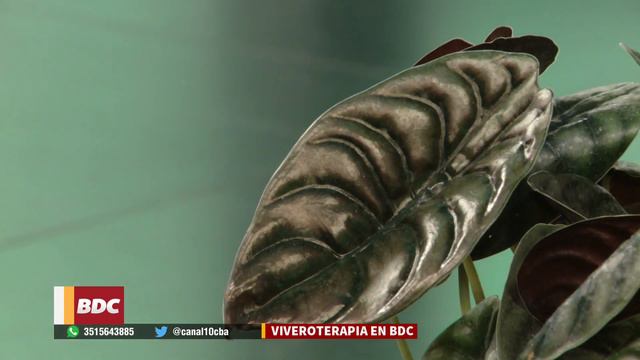 Alocasias, secretos y cuidados смотреть онлайн