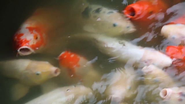 Wonderful China: Сучжоу. Tongli Town - Китайская Венеция смотреть онлайн