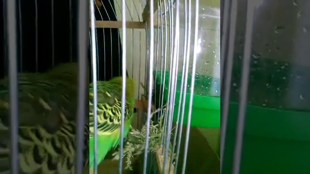 Волнистые попугаи купаются в купалке смотреть онлайн