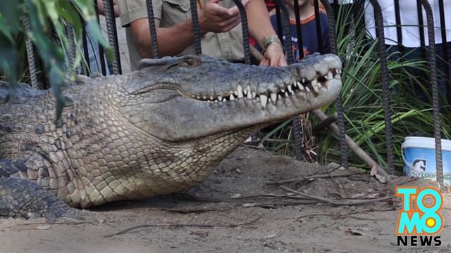 Crocodile attack: handler dragged into water during crocodile feeding show смотреть онлайн