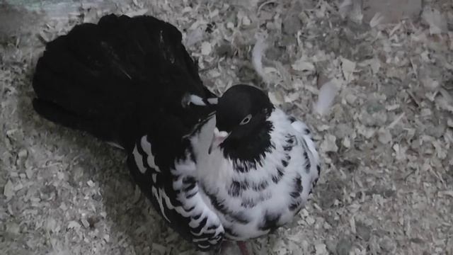 Мордовские рябые голуби 20.12.14. смотреть онлайн