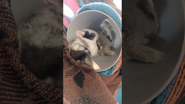 CUTE RABBIT BABY SLEEPING ? CUTE VIDEO ? #shorts #cute #animals #viralvideo #animalworld #viral смотреть онлайн