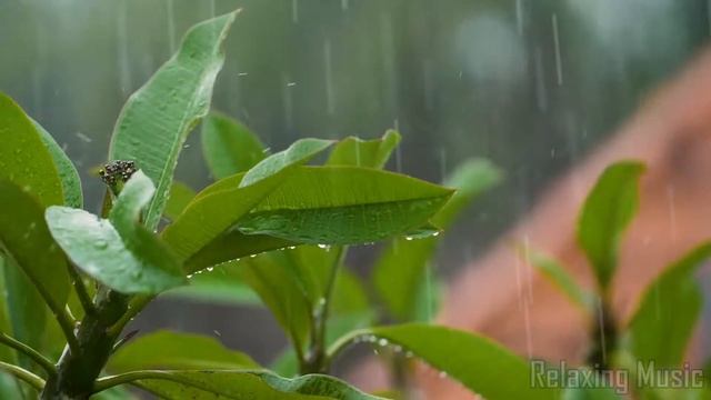 30Mins of Gentle Rain (NO THUNDER), Rain Sounds to Sleep/Study/Relax/ Reduce Stress/help insomnia смотреть онлайн