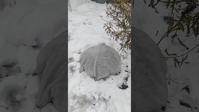 9 ноября, можжевельники и туи, меняю укрытие на вертикальных и горизонтальных видах🌸🌸🌸 смотреть онлайн