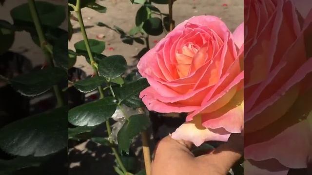 Роза грандифлора Эль смотреть онлайн