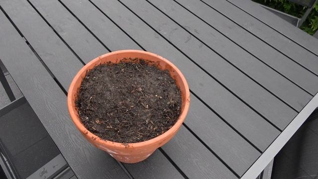 Oregano anbauen von der Aussaat bis zur Ernte Origanum vulgare смотреть онлайн