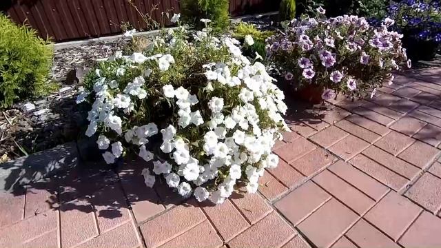 Обзор цветников. Гортензии, петунии, хризантемы, розы 15.08.2020 смотреть онлайн
