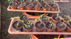 Когда можно выставлять рассаду томатов на закаливание в теплицу. Закаливание рассады.