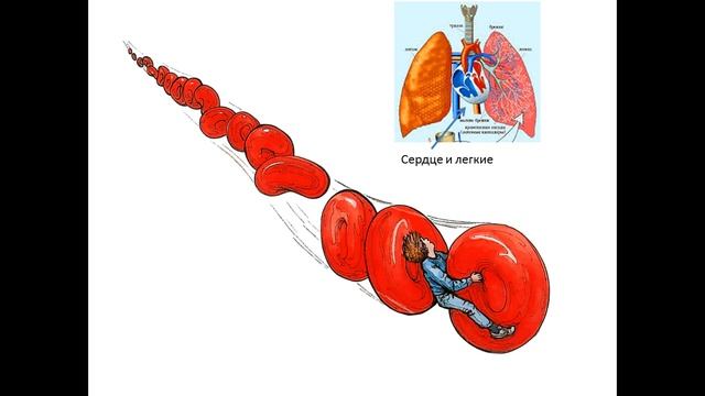 Тайны Анатомии (Кэрол Доннер). Глава четвертая. Кровеносная система смотреть онлайн
