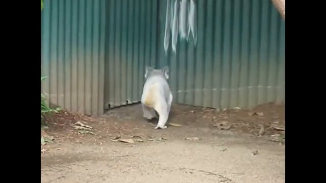 Забавные коалы смотреть онлайн