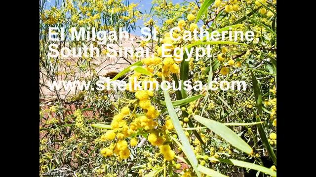 Traveling on bikes along Southern Sinai, Egypt | Motorcycle Dahab - St. Catherine's Monastery смотреть онлайн