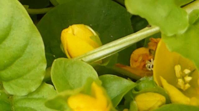 Creeping jenny - Lysimachia nummularia - Skildingablóm - Þekjuplanta смотреть онлайн