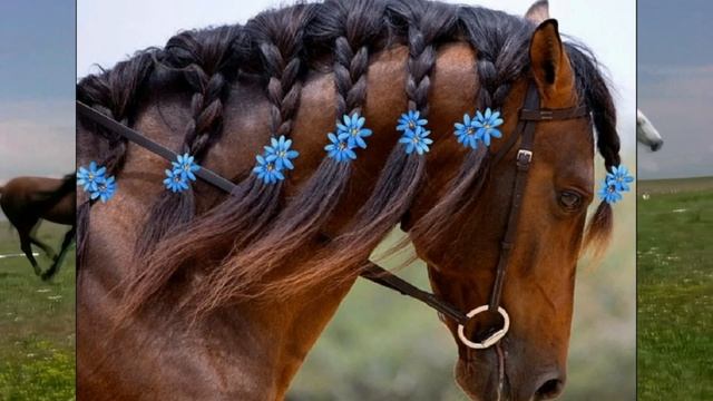 31 августа Лошадиный праздник. Традиции и приметы. смотреть онлайн