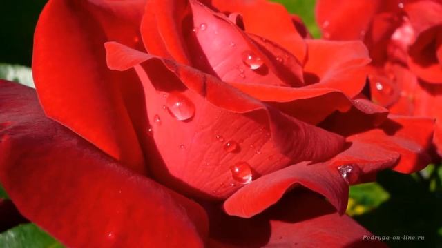 Роза королева цветов Красивая музыка, релакс, саксофон Podryga on line ru смотреть онлайн