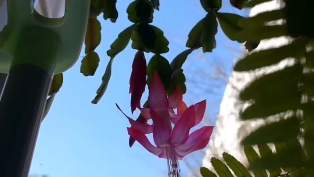 Декабрист (шлюмбергера): уход и цветение. смотреть онлайн