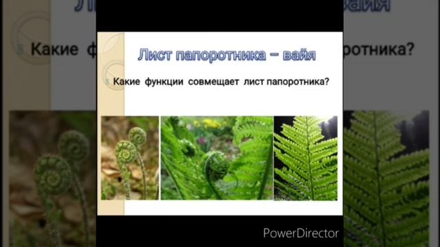 Папоротники смотреть онлайн