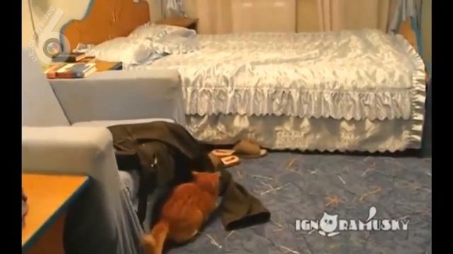 Реакция кота на Бибера