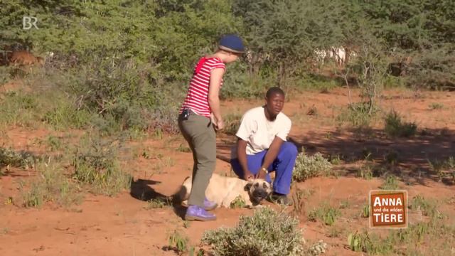 So jagt der Gepard | Reportage für Kinder | Anna und die wilden Tiere смотреть онлайн