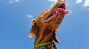 КАК ЗАЩИТИТЬ СОБАКУ ОТ КЛЕЩЕЙ Обработка собак от клещей лучшие средства и методы защиты.