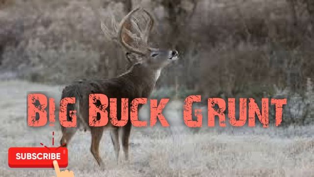 Deer Hunting Call - Dominant Buck Grunt - Free Download смотреть онлайн
