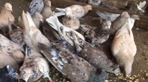 Бойные голуби у Евгения. Самара