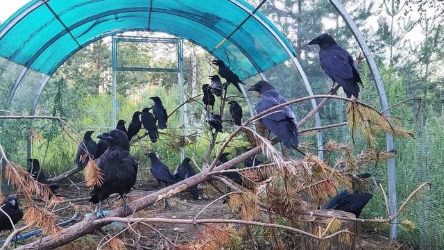 Зачем птичкам прицеп? смотреть онлайн